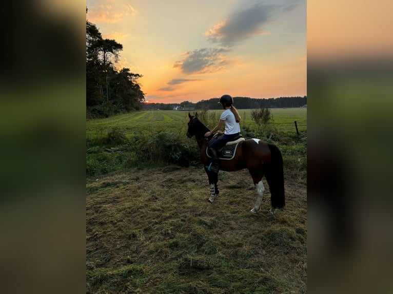 Welsh D (Cob) Mix Gelding 10 years 14 hh Brown in Lembeke