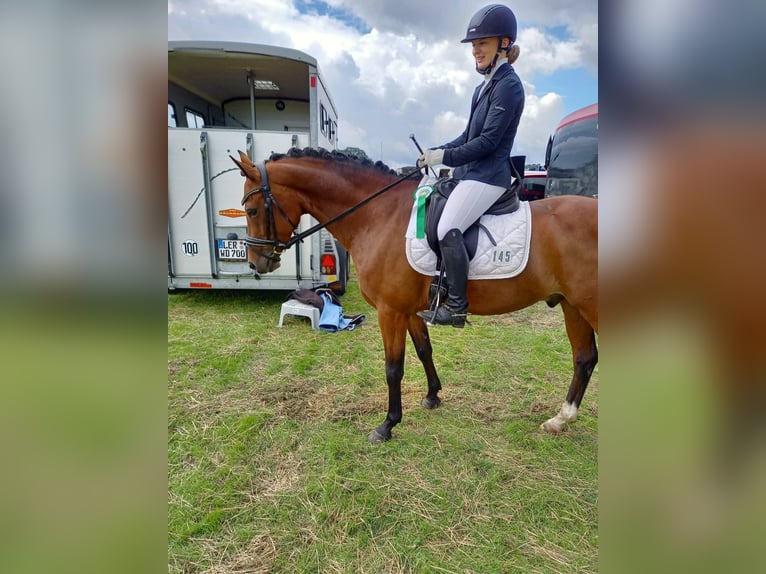 Welsh D (Cob) Gelding 10 years 15,1 hh Brown in Rhede