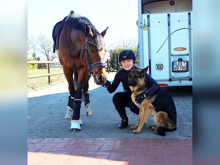 Welsh D (Cob) Gelding 10 years 15,1 hh Brown in Rhede