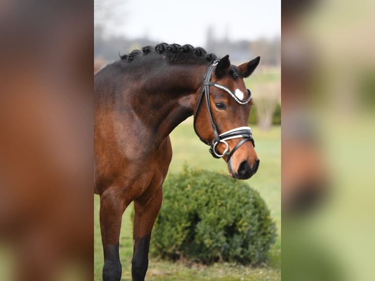 Welsh D (Cob) Gelding 10 years 15,1 hh Brown in Rhede