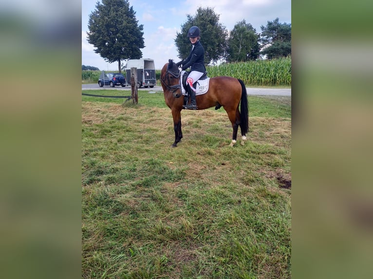 Welsh D (Cob) Gelding 10 years 15,1 hh Brown in Rhede