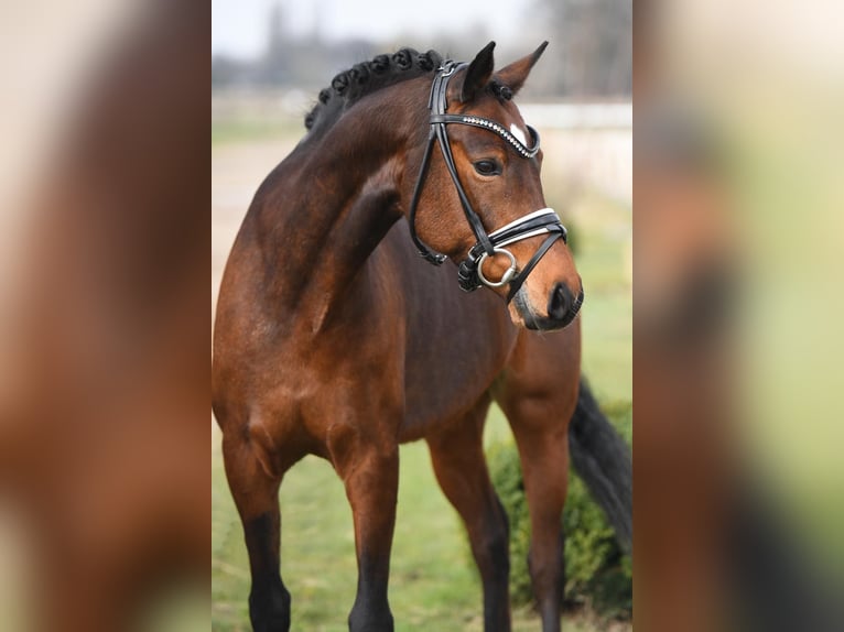 Welsh D (Cob) Gelding 10 years 15,1 hh Brown in Rhede