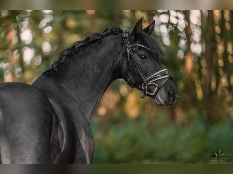 Welsh D (Cob) Gelding 11 years 14,1 hh Black in Wehringen