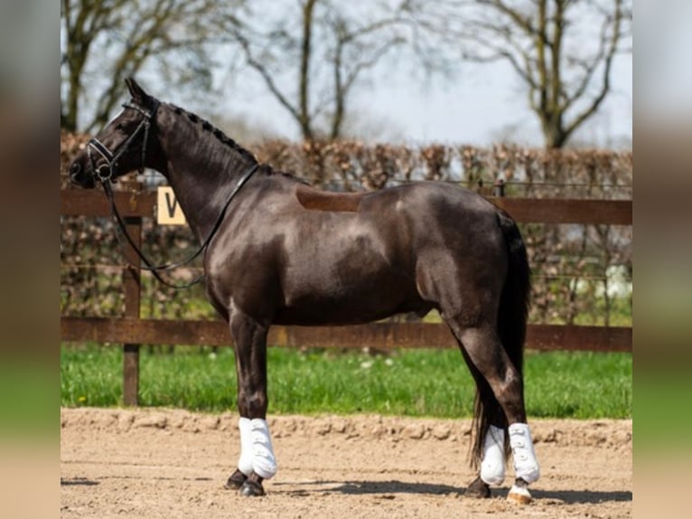 Welsh D (Cob) Gelding 11 years 14,1 hh Smoky-Black in Den Dungen