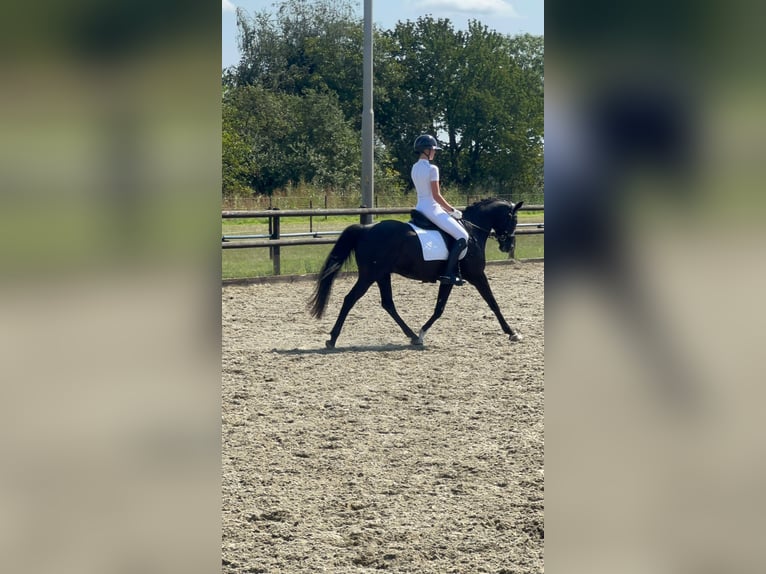 Welsh D (Cob) Gelding 11 years 14,2 hh Black in Baarle-Nassau