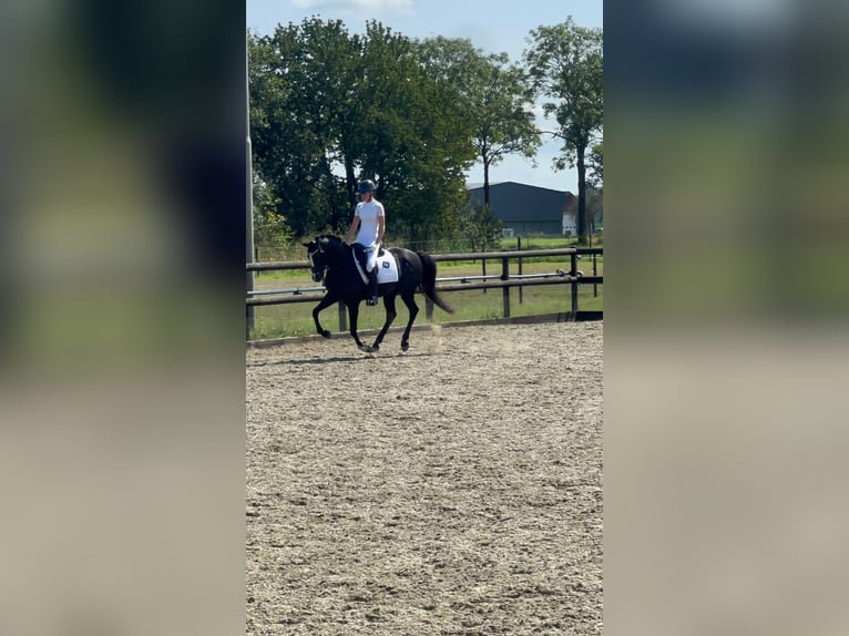 Welsh D (Cob) Gelding 11 years 14,2 hh Black in Baarle-Nassau