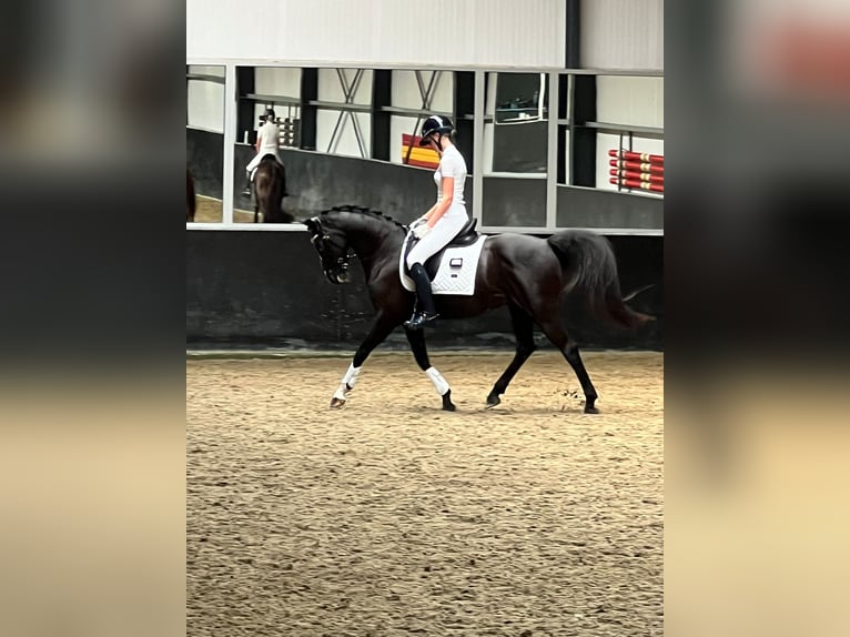 Welsh D (Cob) Gelding 11 years 14,2 hh Black in Baarle-Nassau