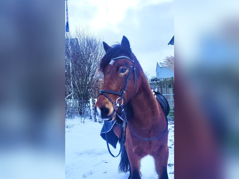 Welsh D (Cob) Gelding 11 years 14,3 hh Brown in Bargfeld-Stegen