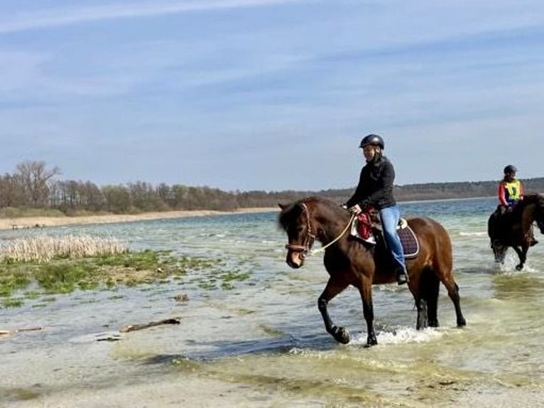 Welsh D (Cob) Gelding 11 years 14,3 hh Brown in Bargfeld-Stegen