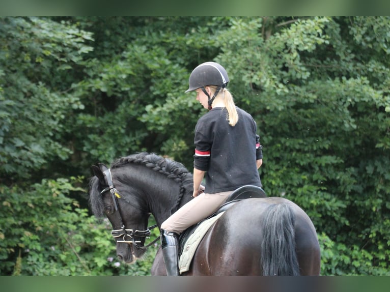 Welsh D (Cob) Gelding 12 years 14,1 hh Black in Neumünster