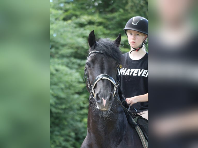 Welsh D (Cob) Gelding 12 years 14,1 hh Black in Neumünster