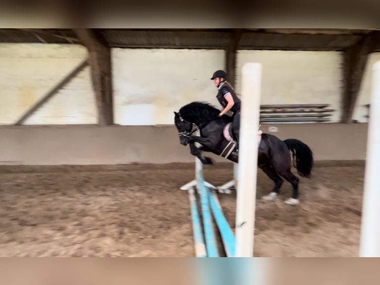 Welsh D (Cob) Gelding 12 years 14,1 hh Black in Neumünster