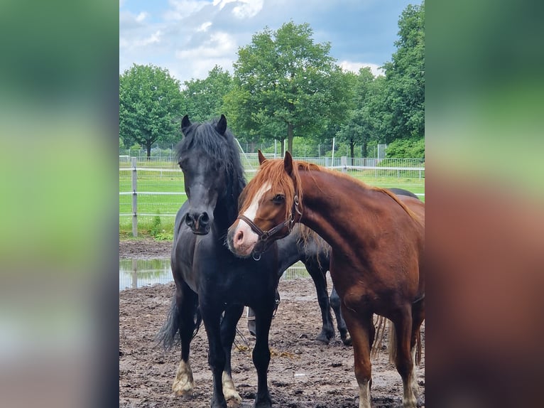 Welsh D (Cob) Gelding 12 years 14,1 hh Black in Neumünster