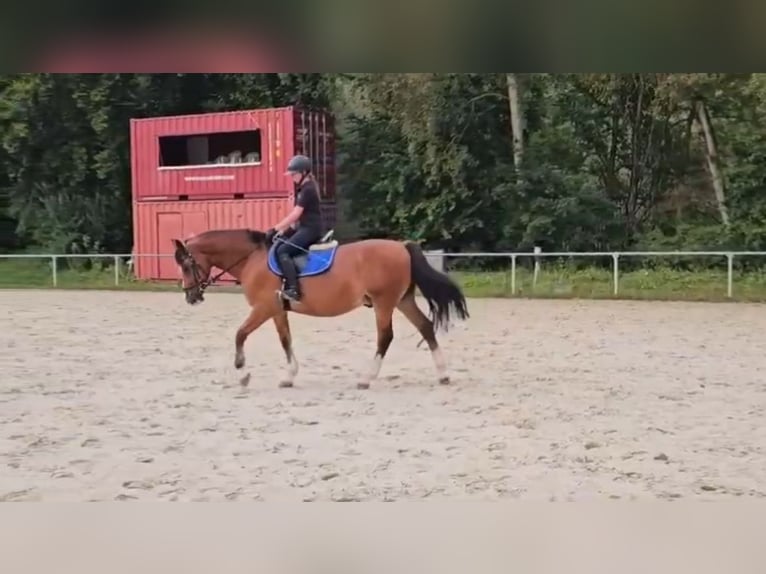 Welsh D (Cob) Gelding 12 years 15,1 hh Brown in Sindelfingen