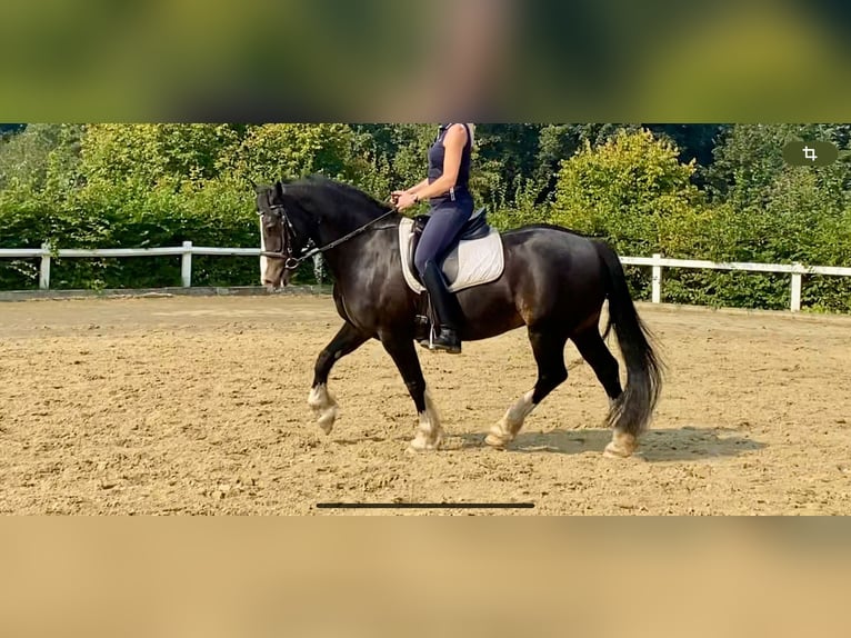 Welsh D (Cob) Gelding 12 years 15 hh Black in Mülheim an der Ruhr