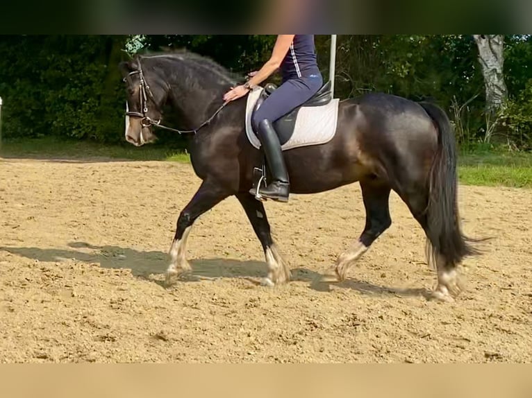 Welsh D (Cob) Gelding 12 years 15 hh Black in Mülheim an der Ruhr