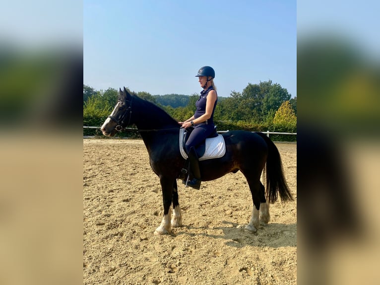 Welsh D (Cob) Gelding 12 years 15 hh Black in Mülheim an der Ruhr