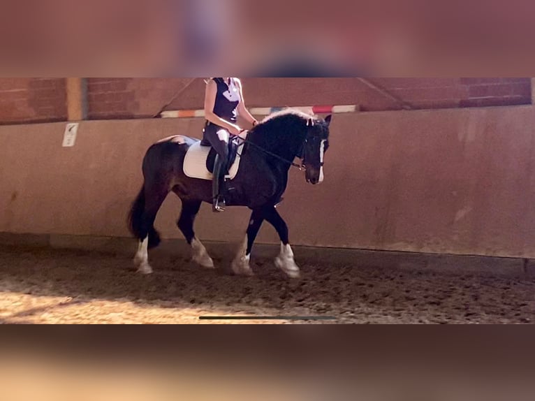 Welsh D (Cob) Gelding 12 years 15 hh Black in Mülheim an der Ruhr