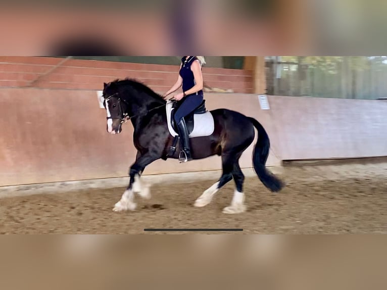 Welsh D (Cob) Gelding 12 years 15 hh Black in Mülheim an der Ruhr