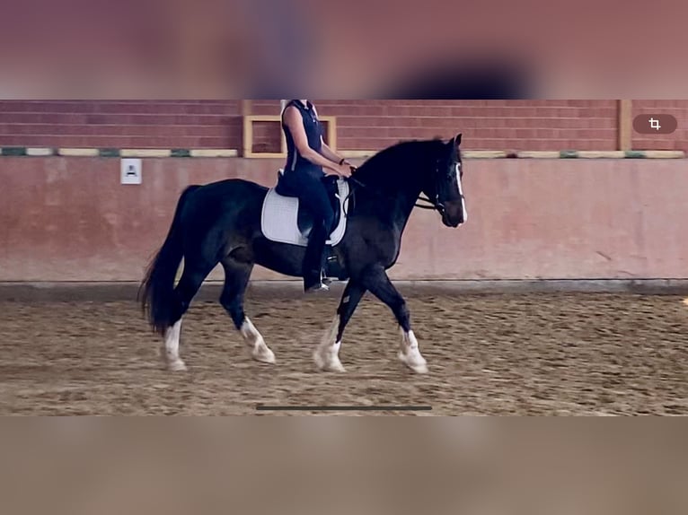 Welsh D (Cob) Gelding 12 years 15 hh Black in Mülheim an der Ruhr