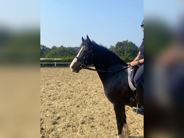 Welsh D (Cob) Gelding 12 years 15 hh Black in Mülheim an der Ruhr