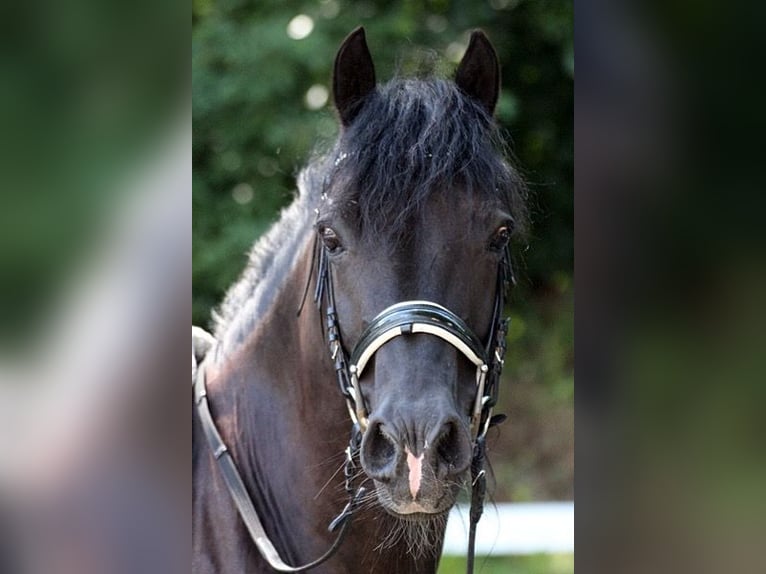 Welsh D (Cob) Gelding 13 years 14,1 hh Black in Neumünster