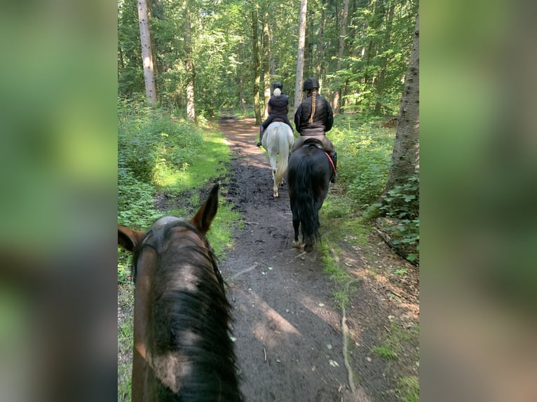 Welsh D (Cob) Gelding 13 years 14,1 hh Black in Neumünster