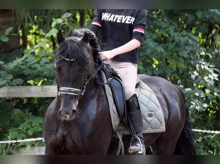 Welsh D (Cob) Gelding 13 years 14,1 hh Black in Neumünster