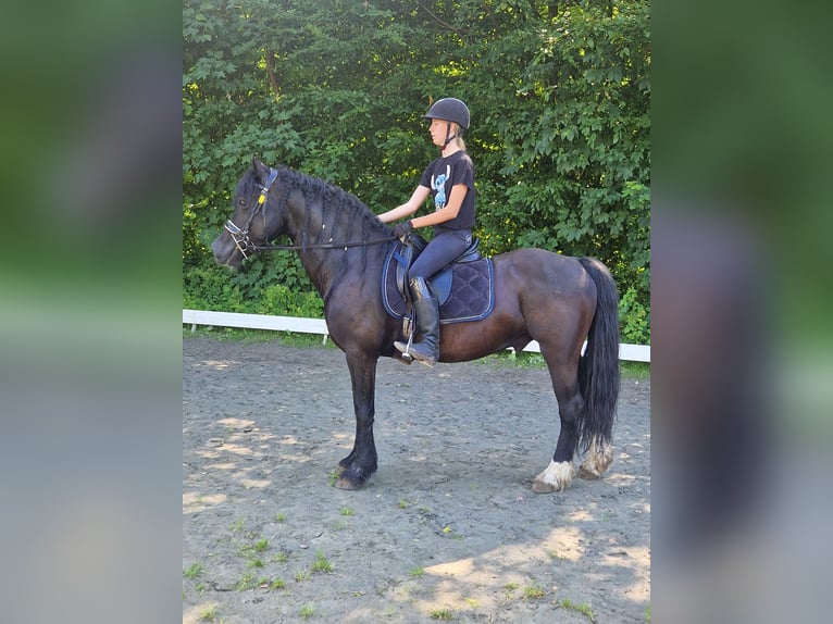 Welsh D (Cob) Gelding 13 years 14,1 hh Black in Neumünster