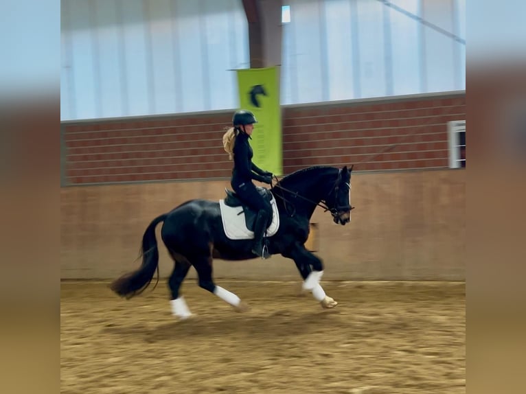 Welsh D (Cob) Gelding 13 years 14,3 hh Black in Mülheim an der Ruhr