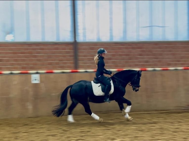 Welsh D (Cob) Gelding 13 years 14,3 hh Black in Mülheim an der Ruhr