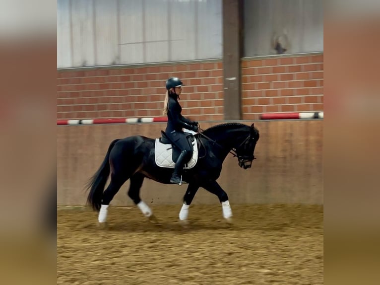 Welsh D (Cob) Gelding 13 years 14,3 hh Black in Mülheim an der Ruhr