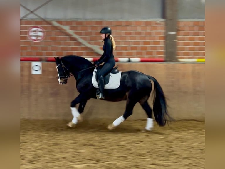 Welsh D (Cob) Gelding 13 years 14,3 hh Black in Mülheim an der Ruhr