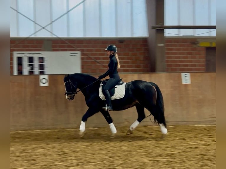 Welsh D (Cob) Gelding 13 years 14,3 hh Black in Mülheim an der Ruhr