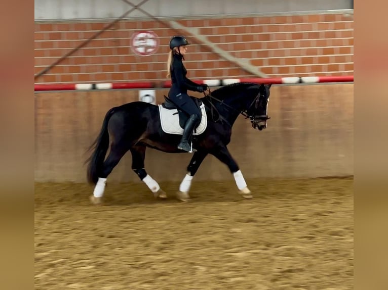 Welsh D (Cob) Gelding 13 years 14,3 hh Black in Mülheim an der Ruhr