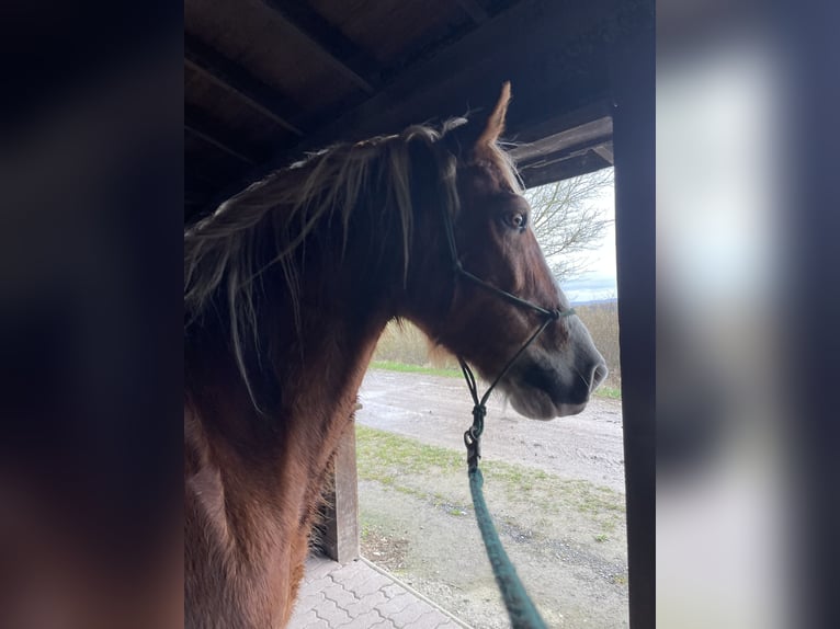 Welsh D (Cob) Gelding 13 years 15,1 hh in Reitsportanlage Rittergut Haebarnsen