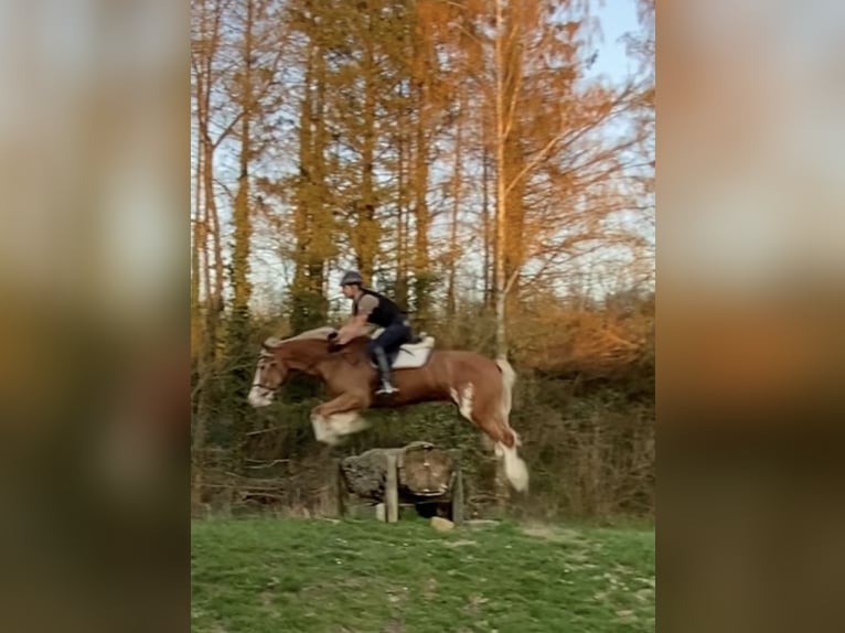 Welsh D (Cob) Gelding 13 years 15,1 hh in Reitsportanlage Rittergut Haebarnsen