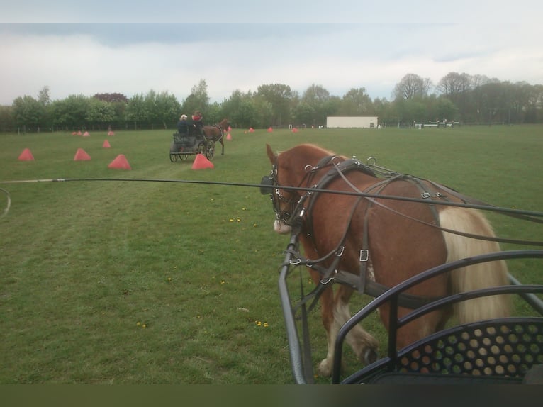 Welsh D (Cob) Gelding 13 years 15,1 hh in Reitsportanlage Rittergut Haebarnsen