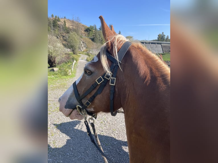 Welsh D (Cob) Gelding 13 years 15,1 hh in Reitsportanlage Rittergut Haebarnsen