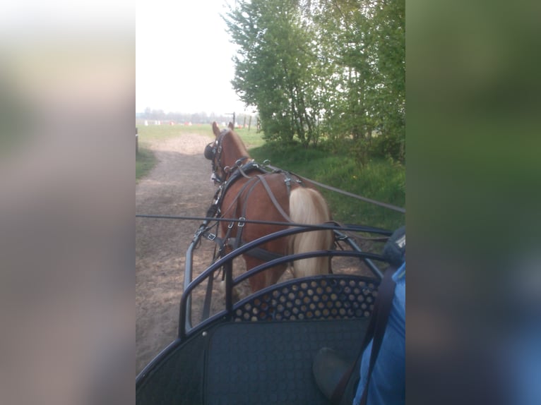 Welsh D (Cob) Gelding 13 years 15,1 hh in Reitsportanlage Rittergut Haebarnsen