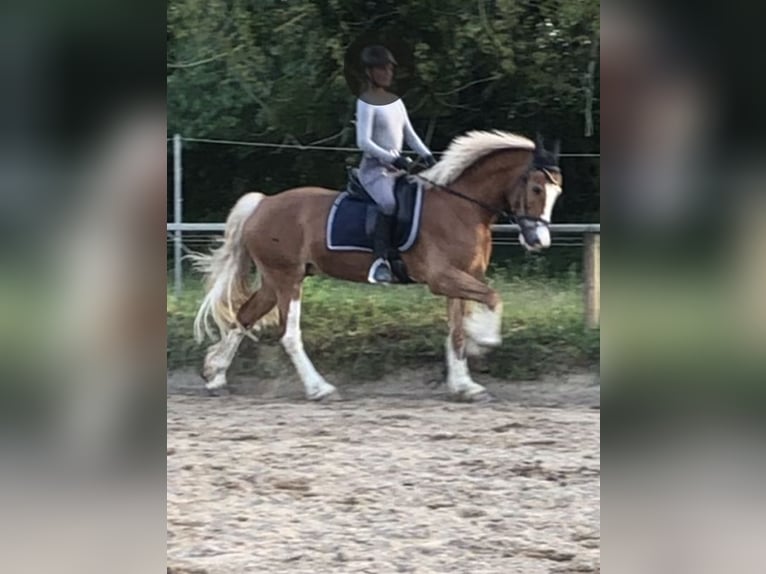 Welsh D (Cob) Gelding 13 years 15,1 hh in Reitsportanlage Rittergut Haebarnsen