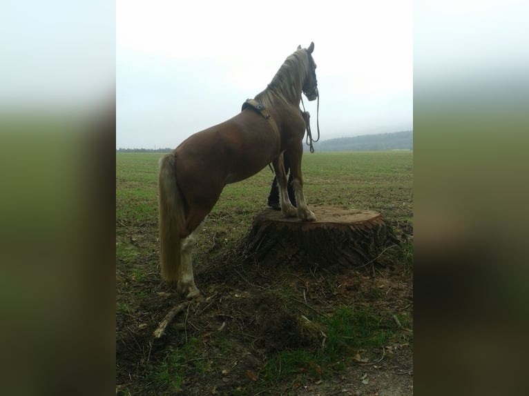 Welsh D (Cob) Gelding 13 years 15,1 hh in Reitsportanlage Rittergut Haebarnsen