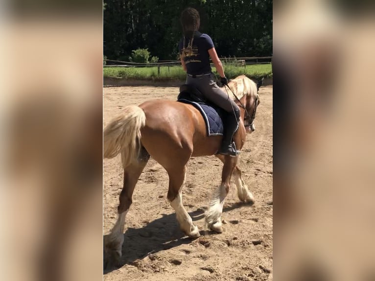 Welsh D (Cob) Gelding 13 years 15,1 hh Sabino in Rittergut Harbarnsen Reitsportanlage