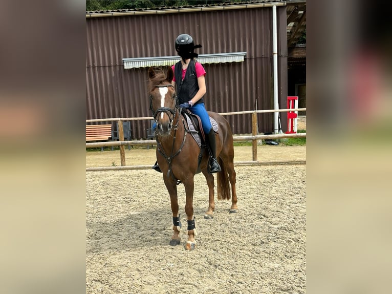 Welsh D (Cob) Gelding 14 years 14,1 hh Chestnut in Trier