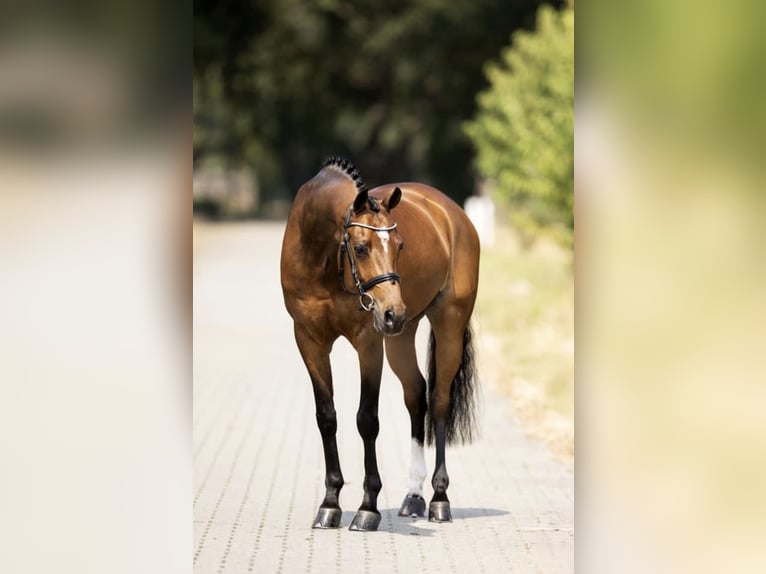 Welsh D (Cob) Gelding 14 years 14,2 hh Bay in Picture Butte, Alberta