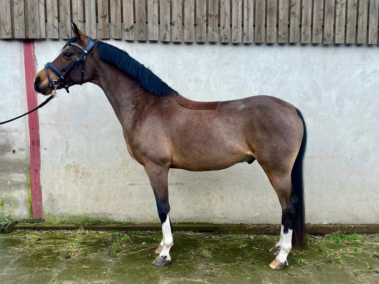 Welsh D (Cob) Gelding 14 years 14,2 hh Bay in Luxembourg Canach