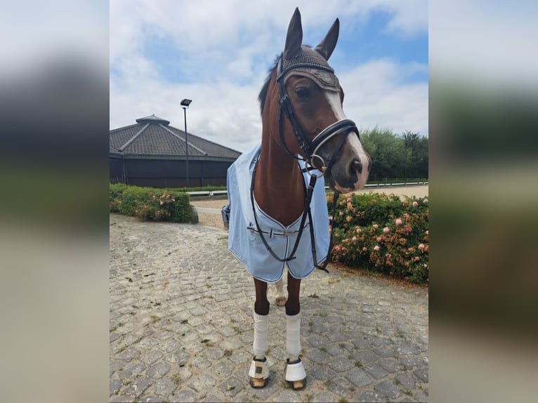 Welsh D (Cob) Gelding 14 years 14,2 hh Brown in Neuss