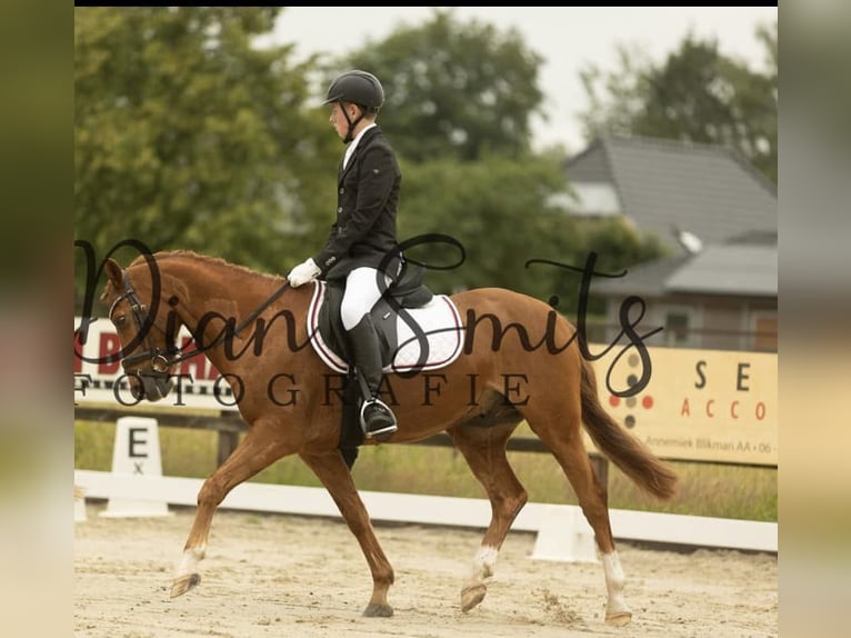 Welsh D (Cob) Gelding 15 years 14,1 hh Chestnut-Red in Barchem