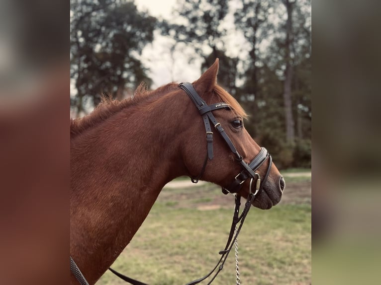 Welsh D (Cob) Gelding 15 years 14,1 hh Chestnut-Red in Barchem