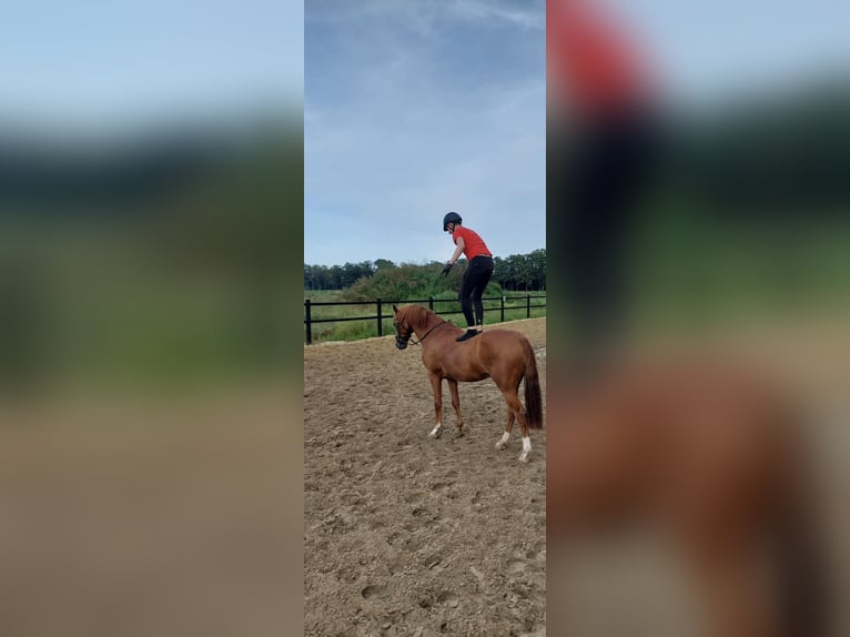 Welsh D (Cob) Gelding 15 years 14,1 hh Chestnut-Red in Barchem